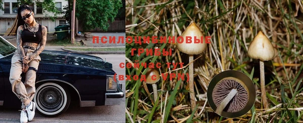прущие грибы Белоозёрский